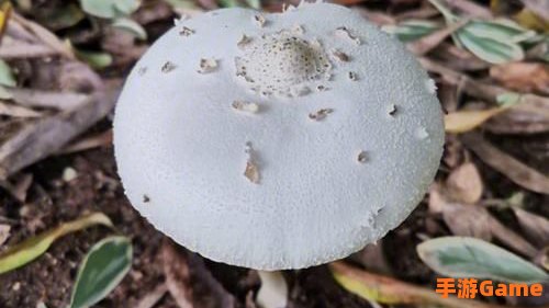 毛毛菇