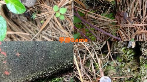 毛毛菇