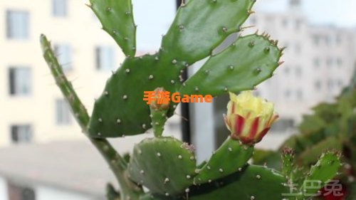 火罗国仙人掌在哪
