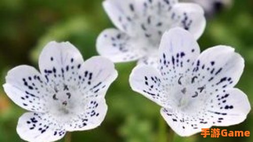 粉蝶花
