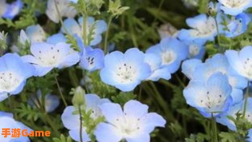 粉蝶花