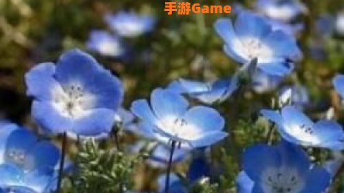 粉蝶花