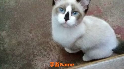 圈小猫