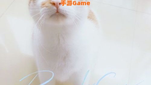 圈小猫