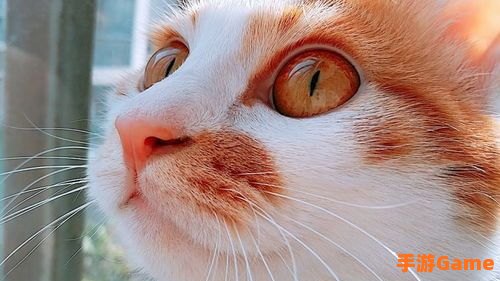 圈小猫