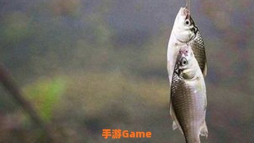 鼠尾鱼哪里钓