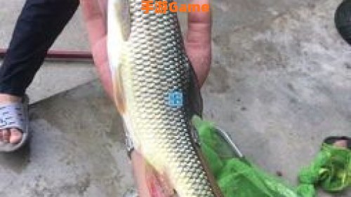 鼠尾鱼哪里钓